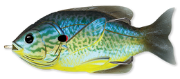 555 Blue / Yellow Pumpkinseed