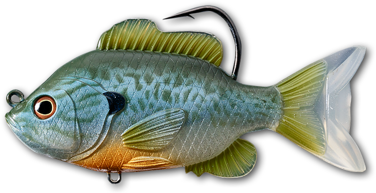 551 Natural / Blue Pumpkinseed