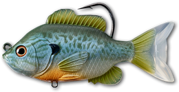 551 Natural / Blue Pumpkinseed