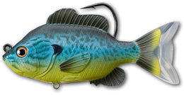 555 Blue / Yellow Pumpkinseed