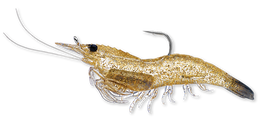 911 Glass Shrimp
