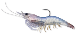 912 White Shrimp