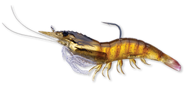 914 Brown Shrimp