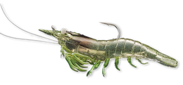 918 Grass Shrimp