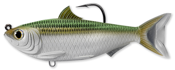 Sardine